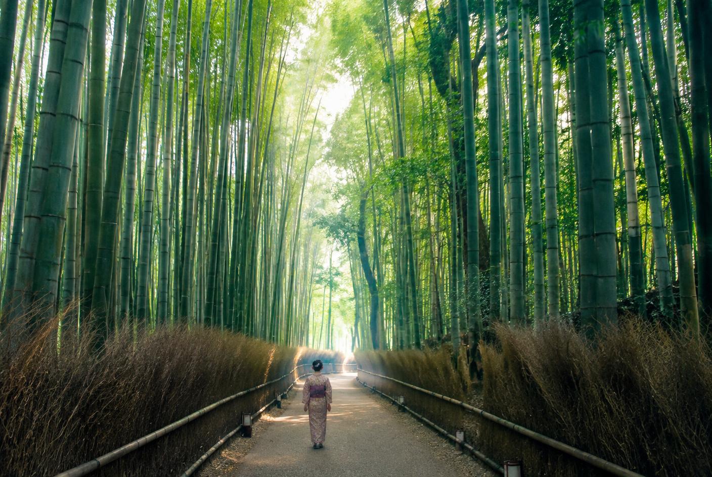 Arashiyama Bamboo Grove