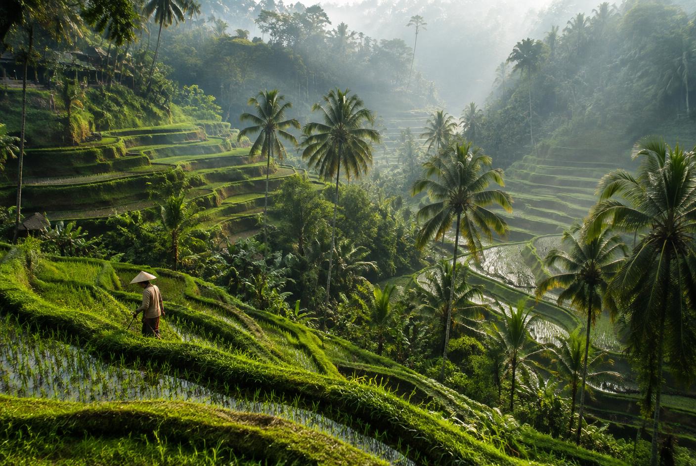 Tegallalang Rice Terraces